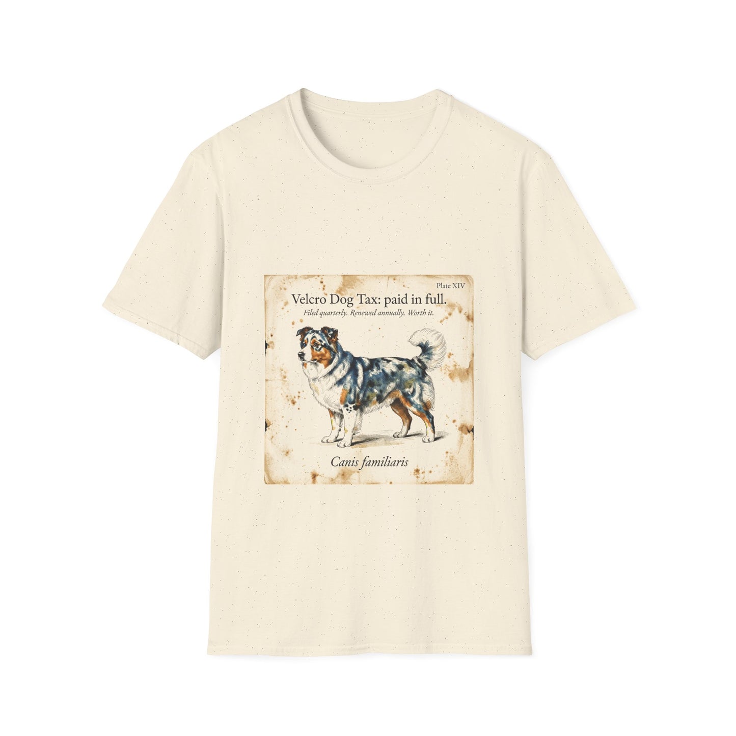 Australian Shepherd — Velcro Dog Tax — Paid in Full