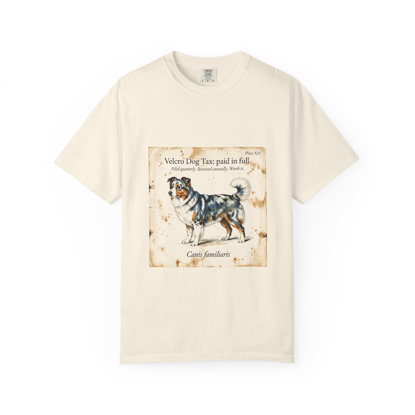 Australian Shepherd — Velcro Dog Tax — Paid in Full