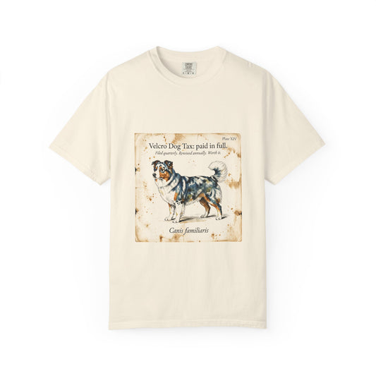Australian Shepherd — Velcro Dog Tax — Paid in Full