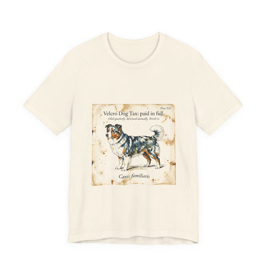Australian Shepherd — Velcro Dog Tax — Paid in Full
